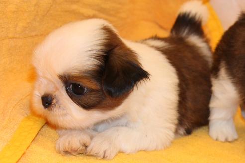 成約済の愛知県のシーズー-31670の4枚目